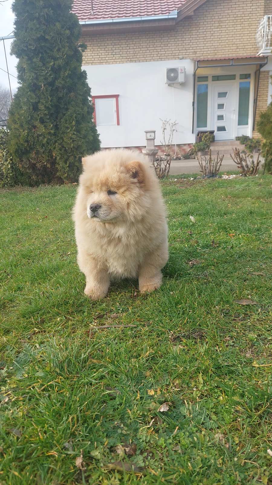 Slika