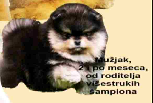 Slika
