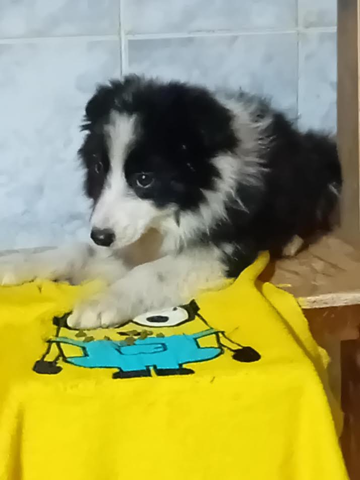 Slika
