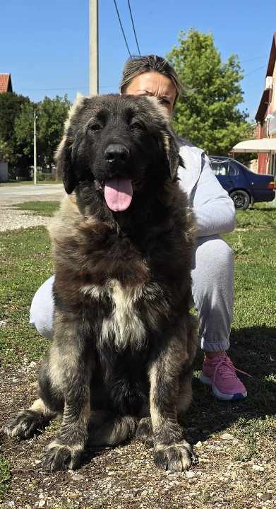Slika