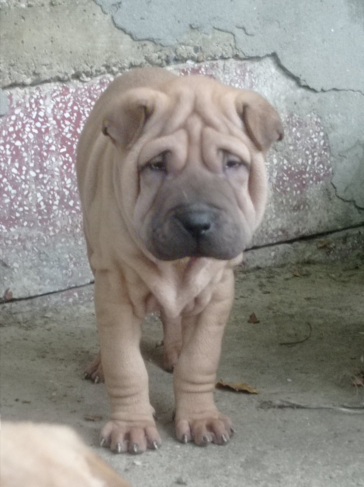 Slika