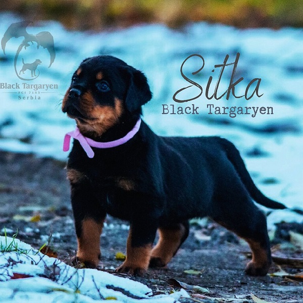 Slika