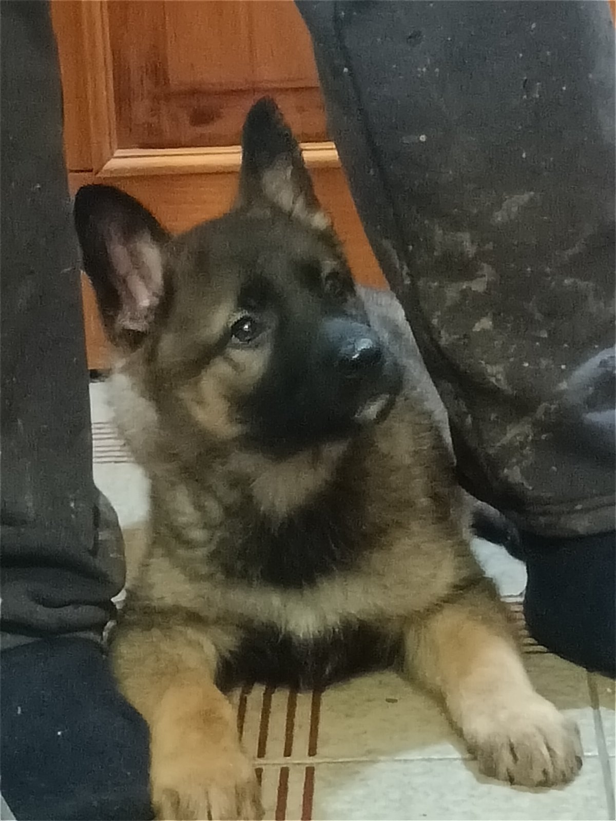 Slika