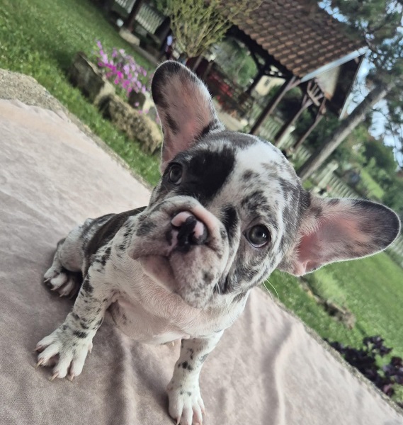 Slika