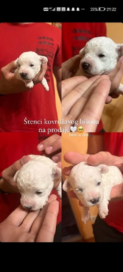 Slika