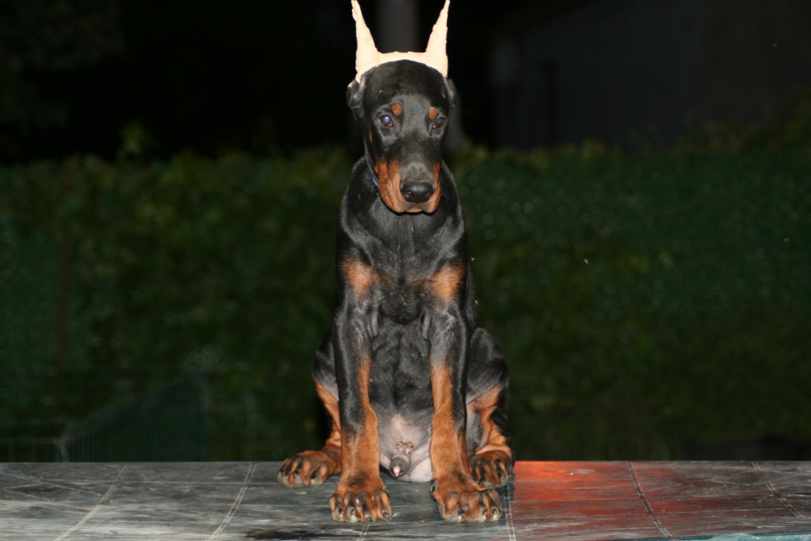 Slika